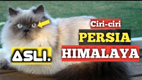 Karena kucing persia himalaya juga mempunyai bulu yang menawan,cantik,indah,unik dan memiliki wajah yang imut belum lagi ditambah dengan tubuh kucing. KUCING PERSIA HIMALAYA - YouTube