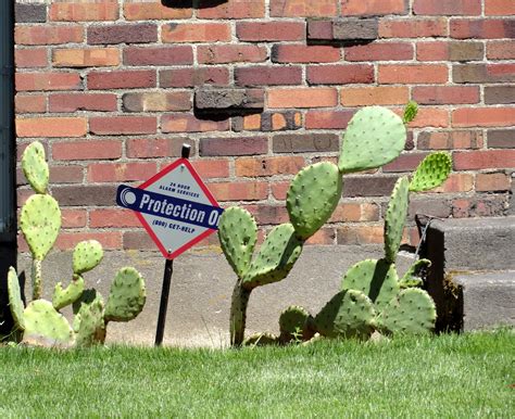 Cacti can rarely be found on clay that is found outside a body of water. danger garden: Yes, you can grow Cactus in Portland (and ...