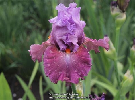 Tall Bearded Iris Iris Chasing Destiny In The Irises Database