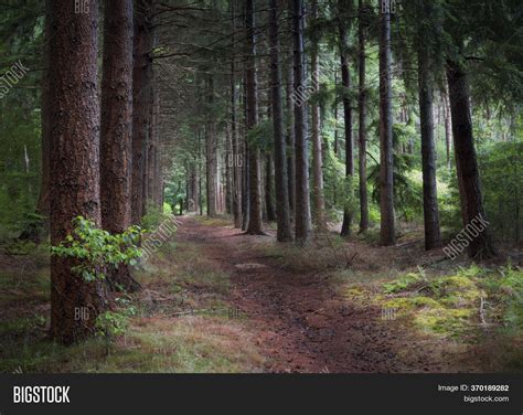 Peaceful Forest Path Image And Photo Free Trial Bigstock