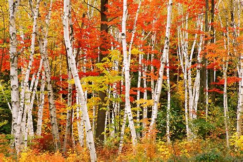 Photos Of White Birch Trees In The Fall Only Two Things Are Infinite