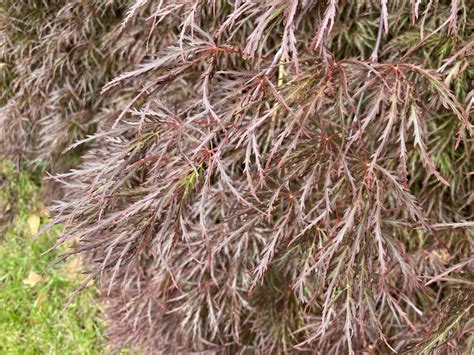 Acer Palmatum Ever Red Japanese Maple Lewis Ginter Botanical