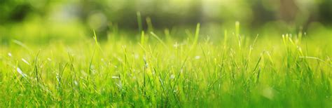 onelawn of San Francisco | Synthetic Grass Lawns