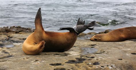 Learn how long it typically takes to get pregnant by age, how long it takes to conceive after stopping birth control and when it's time to seek help. 1942 Sea lion giving birth, La Jolla Cove, La Jolla, CA ...
