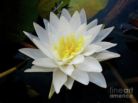 Water Lily White Photograph By Jasna Dragun Pixels