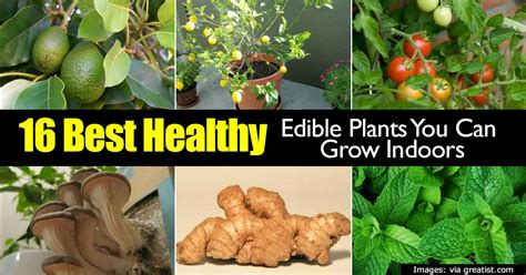 Here are nine of the best types of fruit to grow in your garden. 16 Best Healthy Edible Plants To Grow Indoors