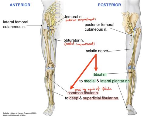 Diagram Of Nerves Of Lower Limb Quizlet