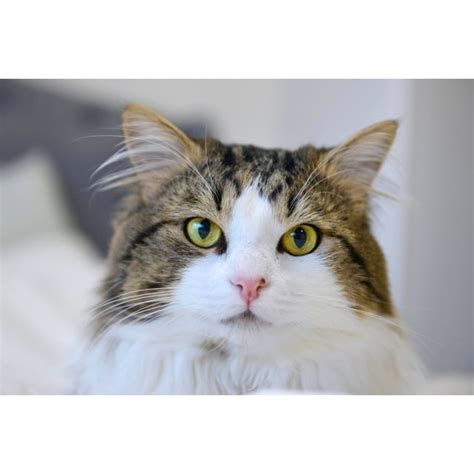 Tiger Male Domestic Long Hair Cat In Vic Petrescue