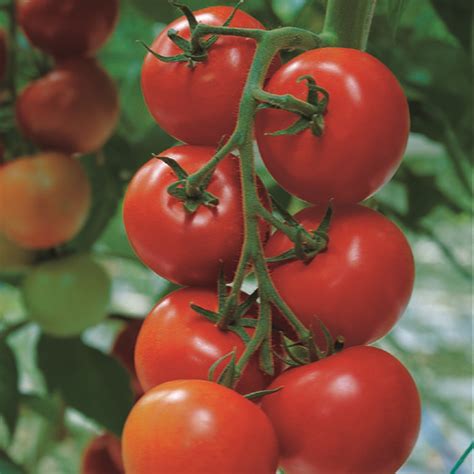 Kings Seeds Sow Simple Seed Discs Tomato Shirley F1