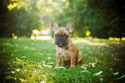 10 Couch Potato Dog Breeds That Perfectly Complement Lazy