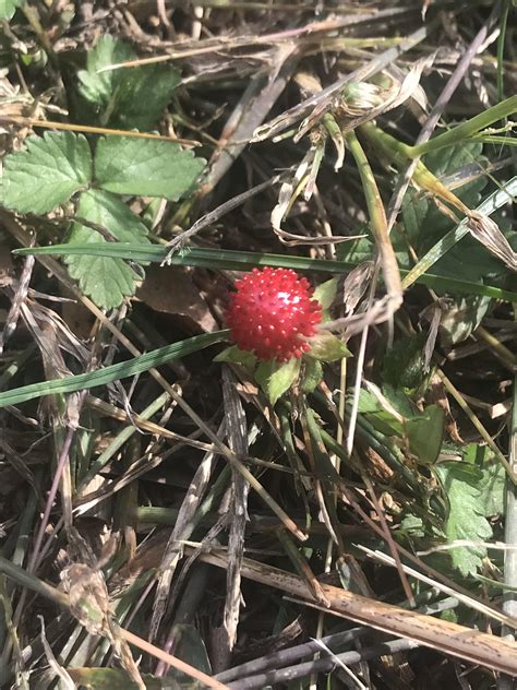 Huge collection, amazing choice, 100+ million high quality, affordable rf and rm images. Anyone know the name of these tiny berries growing in this ...