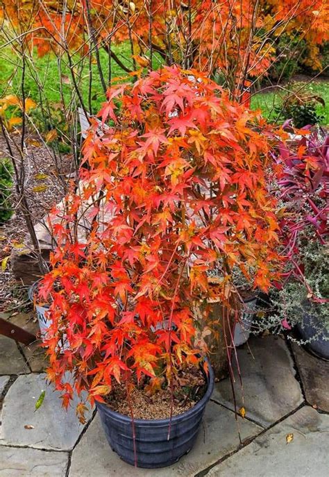 Once seen, you'll always remember this maple! Ryusen Japanese maple fall color | Japanese maple tree ...