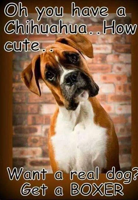 21 Of The Best Boxer Dog Memes Boxer Dogs Funny Boxer Dog Quotes