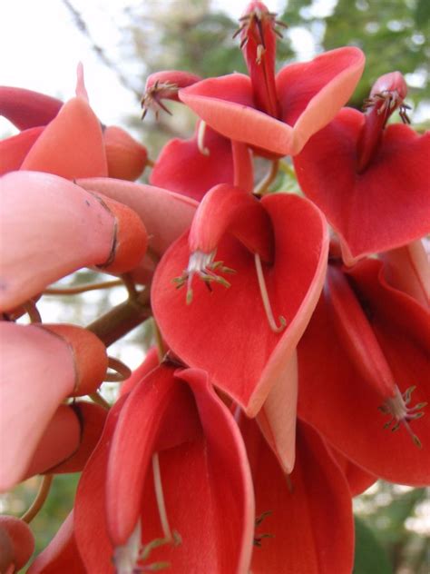 Maybe you would like to learn more about one of these? Flowers & Plants of Nigeria - SkyscraperCity | Flowers ...
