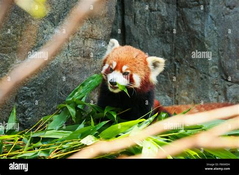 Red Panda Eating Bamboo Hi Res Stock Photography And Images Alamy