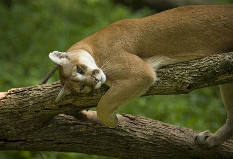 Cougar proves elusive after reported sightings in DuPage County - Chicago Tribune