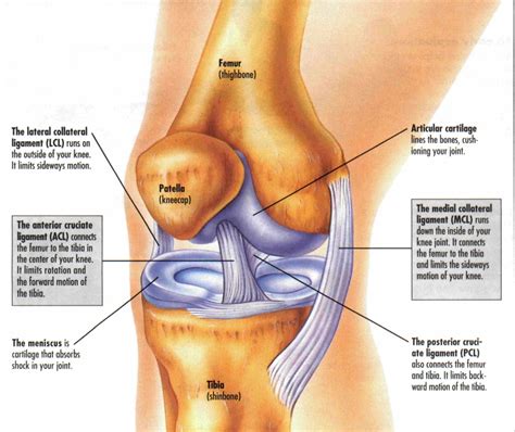 Diagrams Of Knee Diagrams