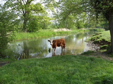 Cattle At Ouse Valley Park Lake Milton Keynes Miltonkeynes Cattle