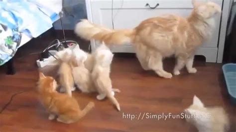 Cat Jumps Fail Compilation 1 The Internet Haz Cats And Dogs Cat