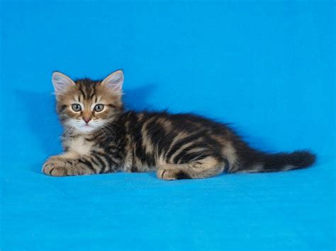 Dimi and jamira have only two babies, both are spoken for… Siberian kittens golden color - Toronto - Cats for sale ...