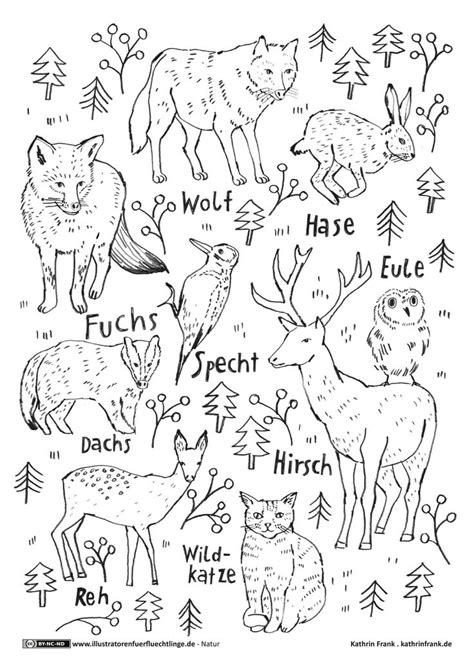 Waldtiere | Malbuch vorlagen, Waldtiere, Schulideen