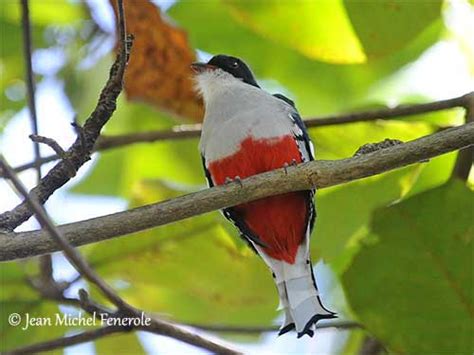 Cuban Trogon