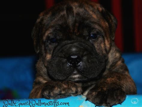 Search with a picture instead of text. Bullmastiff puppies dec 2014