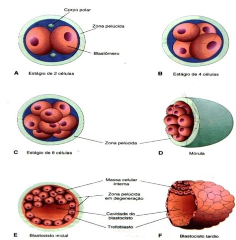 Aprendendo Embriologia
