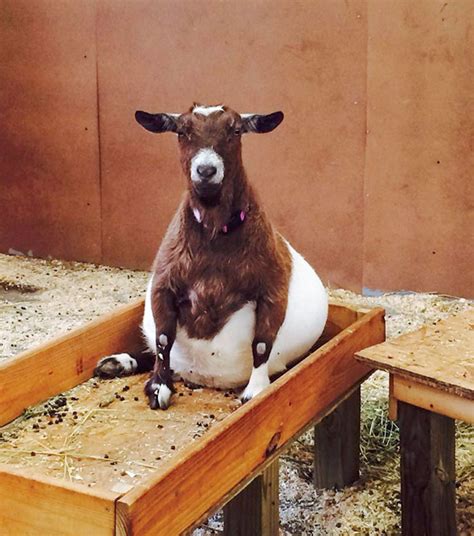 50 Times People Spotted An Adorable Pregnant Animal And Just Had To