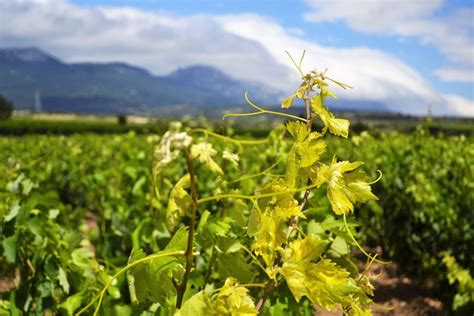 Spanish Wine Grape Types Short Guide To Spanish Wine