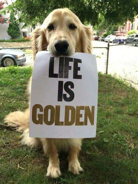 611 Best Golden Retriever Quotes Images On Pinterest Animales Dog