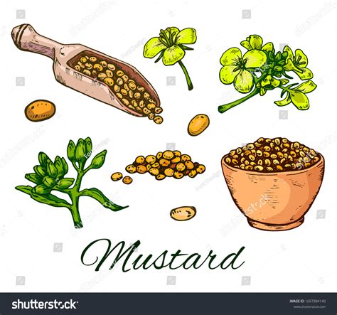 Colorful Mustard Seeds Hand Drawn Set Stock Vector Royalty Free