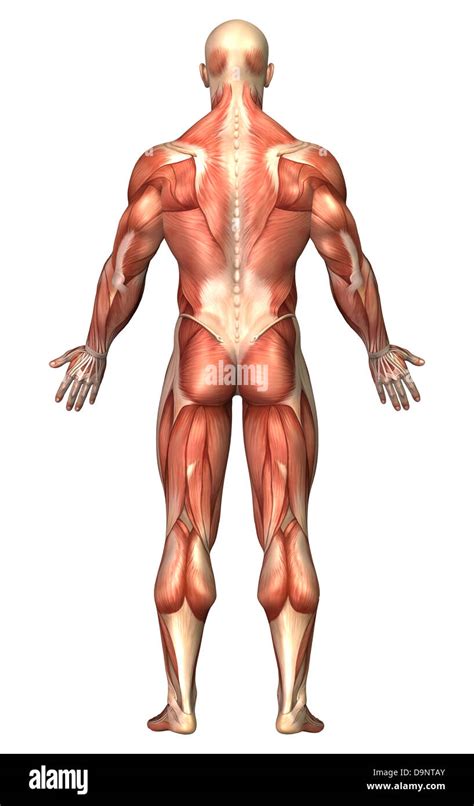 Anatomy Of Male Muscular System Back View Stock Photo Alamy