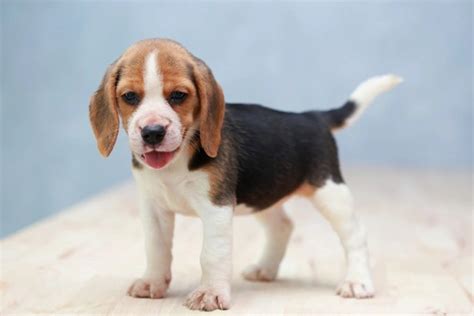 Beagle Dogs Breed Facts Information And Advice Pets4homes