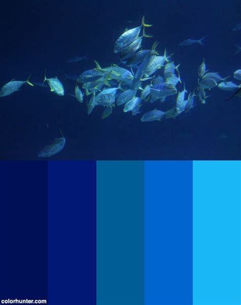 大洋池theopenoceanaquariumcolorscheme Ocean Colors Ocean Aquarium