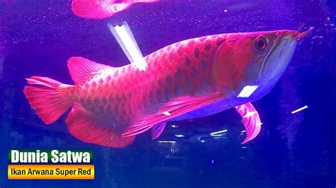 Ada juga pertunjukan musik tradisional. Mengenal Ikan Arwana Super Red | Ikan Cantik Dari Indonesia - YouTube