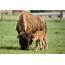 It’s A Boy Bison Delivers Healthy Bull Calf  SOURCE Colorado State