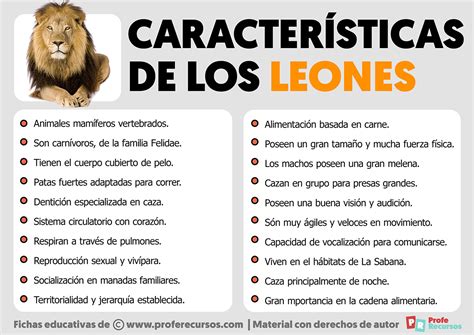 Características De Los Leones