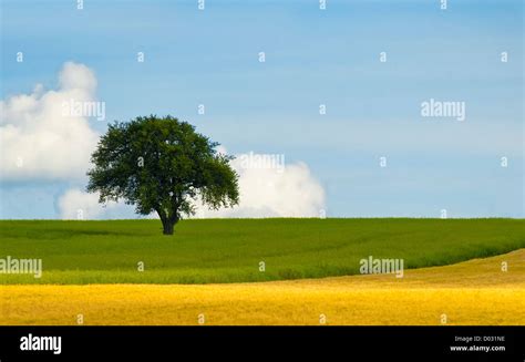 An Isolated Tree In The Field Stock Photo Alamy