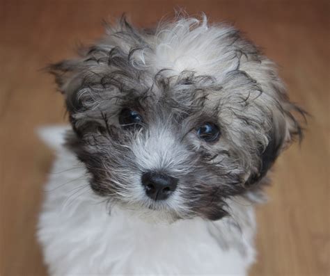 The Complete Shih Tzu Bichon Frise Mix Guide Top 9 Things To Know