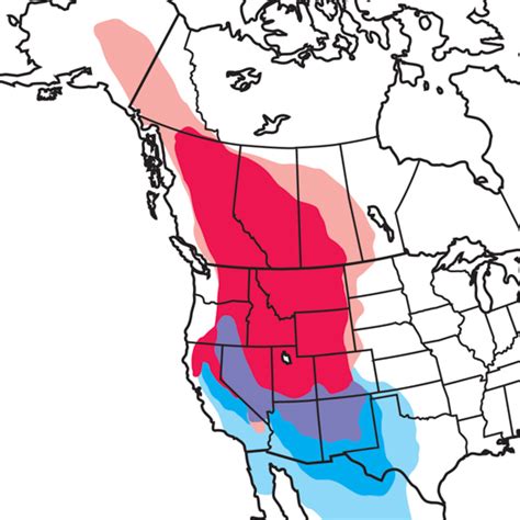 Mountain Bluebird Audubon Field Guide