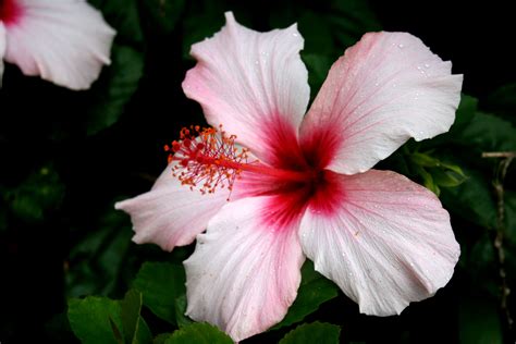 Hibiscus Wallpapers Pictures Images