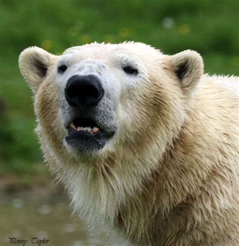 Hey Polar Bear Ywp Penny Taylor Flickr