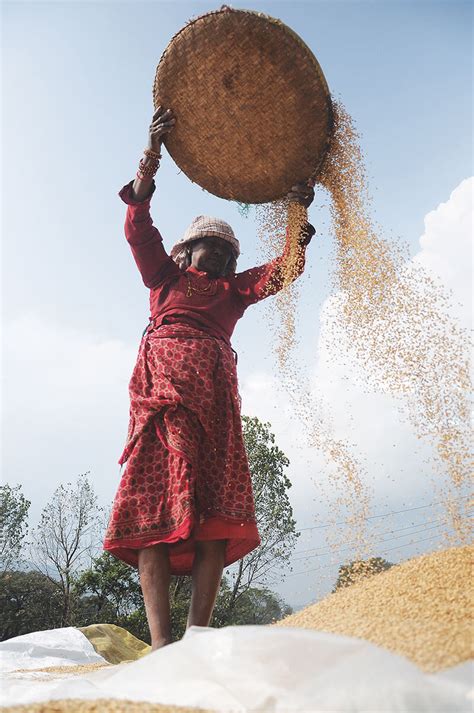 One of the most important measures of many asian countries' economic performance is the price and quality of its rice. Nepal's rice economy | Nepali Times