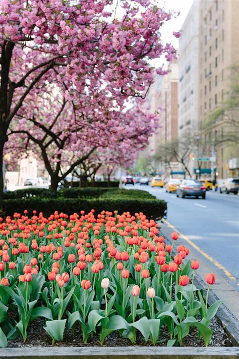 Where To Find Spring Cherry Blossoms On The Upper East Side And Other
