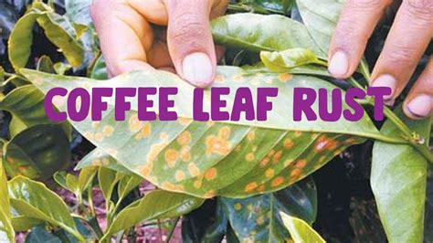 Coffee Leaf Rust Youtube