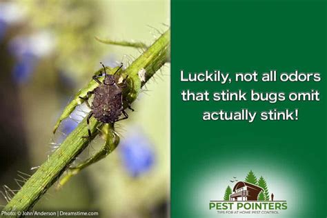 In Depth The Real Reason Why Stink Bugs Smell Pest Pointers