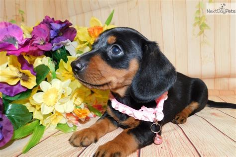 Why buy a dachshund puppy for sale if you can adopt and save a life? Dachshund: Dachshund, Mini puppy for sale near Chicago, Illinois. | 53093f7f-1601