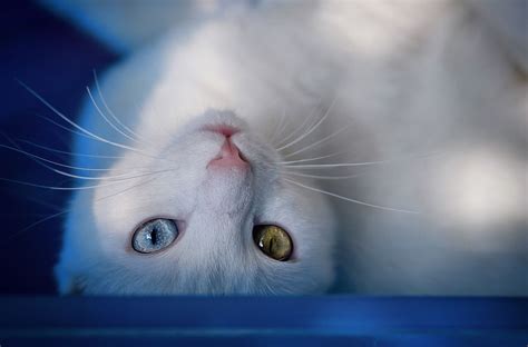Pin By Teresa Lunt On Favorite Cat Photos From 500px Cat Photography