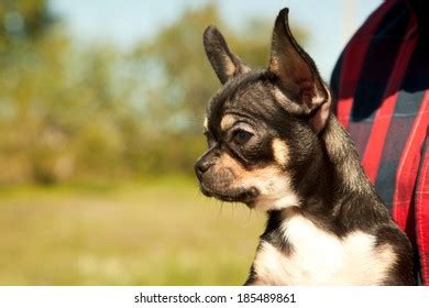 Chihuahua Walk Stock Photo 185489861 Shutterstock